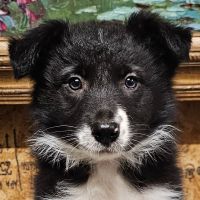 Border Collie Puppies for sale in Elberton, GA 30635, USA. price: $600
