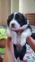 Border Collie Puppies for sale in Thornton, Colorado. price: $800