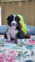 Border Collie Puppies for sale in Thornton, Colorado. price: $1,000