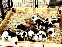Border Collie Puppies for sale in Obert, Nebraska. price: $500