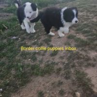 Border Collie Puppies for sale in Hesperia, California. price: $350