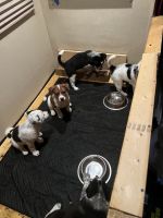 Border Collie Puppies for sale in Ector, Texas. price: $25