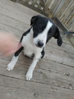 Border Collie Puppies for sale in Polo, MO 64671, USA. price: $100