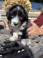 Border Collie Puppies for sale in Loveland, Colorado. price: $1,500