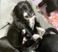 Border Collie Puppies for sale in Tracy, California. price: $850