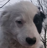 Border Collie Puppies for sale in Sikeston, MO 63801, USA. price: $600