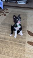 Border Collie Puppies for sale in Chino, California. price: $500