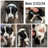 Border Collie Puppies for sale in Elgin, Texas. price: $500