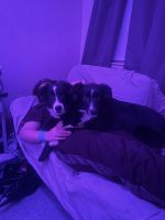 Border Collie Puppies for sale in Athens, Tennessee. price: $600