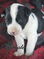 Border Collie Puppies for sale in Fresno, California. price: $300