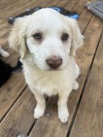 Border Collie Puppies for sale in Sacramento, California. price: $800