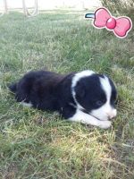 Border Collie Puppies for sale in Lodgepole, NE 69149, USA. price: NA