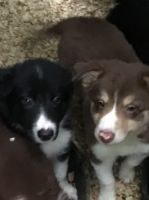 Border Collie Puppies for sale in East Haddam, CT, USA. price: NA