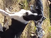 Border Collie Puppies for sale in Ripley, OH 45167, USA. price: NA
