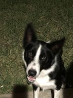 Border Collie Puppies for sale in Odessa, TX, USA. price: NA