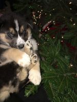 Border Collie Puppies for sale in Spokane, WA, USA. price: NA