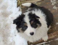 Border Collie Puppies for sale in Allendale Charter Twp, MI, USA. price: NA