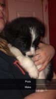 Border Collie Puppies for sale in Joliet, IL, USA. price: NA
