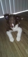 Border Collie Puppies for sale in Austin, TX, USA. price: NA