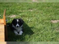 Border Collie Puppies for sale in Adolphus, KY 42120, USA. price: NA