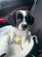Border Collie Puppies for sale in San Antonio, TX, USA. price: NA