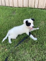 Border Collie Puppies for sale in Millbrook, AL, USA. price: NA
