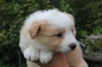 Border Collie Puppies for sale in Santa Clara, CA, USA. price: NA