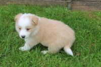 Border Collie Puppies for sale in Indianapolis, IN, USA. price: NA