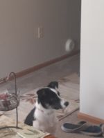 Border Collie Puppies for sale in Corry, PA 16407, USA. price: NA