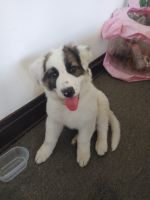 Border Collie Puppies for sale in Los Angeles, CA, USA. price: NA