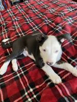 Border Collie Puppies for sale in Reno, NV, USA. price: NA