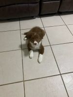 Border Collie Puppies for sale in Grapevine, TX, USA. price: NA
