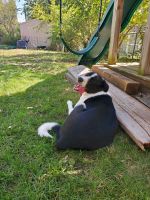 Border Collie Puppies for sale in Omaha, NE, USA. price: NA