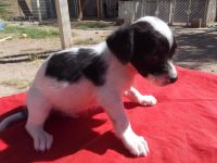 Border Collie Puppies for sale in W Greenway Rd & N 67th Ave, Glendale, AZ 85381, USA. price: NA