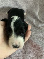 Border Collie Puppies for sale in Archdale, NC, USA. price: NA
