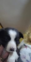 Border Collie Puppies for sale in Albion, PA 16401, USA. price: NA
