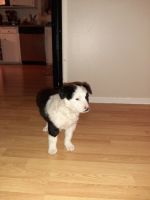 Border Collie Puppies for sale in Portland, OR, USA. price: NA