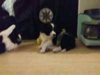 Border Collie Puppies for sale in Manitou Springs, CO 80829, USA. price: NA