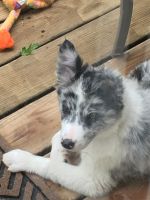 Border Collie Puppies for sale in Lebanon, MO 65536, USA. price: NA
