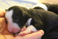 Border Collie Puppies for sale in Culpeper, VA 22701, USA. price: NA