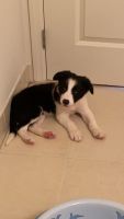Border Collie Puppies for sale in West New York, NJ 07093, USA. price: NA