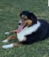 Border Collie Puppies for sale in Phoenix, AZ, USA. price: NA