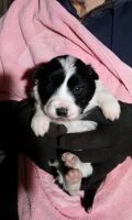 Border Collie Puppies for sale in Alliance, OH 44601, USA. price: NA