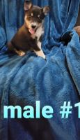 Border Collie Puppies for sale in Mid-Missouri, MO, USA. price: NA