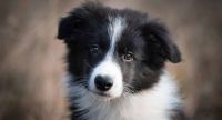 Border Collie Puppies for sale in 434 Trudy Rd, Harrisburg, PA 17109, USA. price: NA