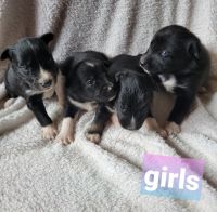 Border Collie Puppies for sale in Smithton, PA, USA. price: NA