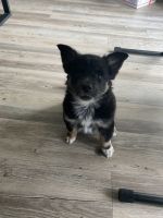 Border Collie Puppies for sale in 1225 1000 S Apt B310, Orem, UT 84058, USA. price: NA