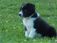 Border Collie Puppies for sale in Cincinnati, OH, USA. price: NA