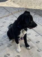Border Collie Puppies for sale in Medford, OR, USA. price: NA