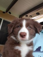 Border Collie Puppies for sale in Santa Clarita, CA 91354, USA. price: NA